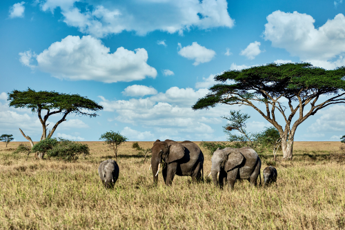 South Africa